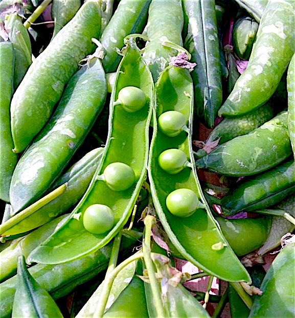 Spring peas shop