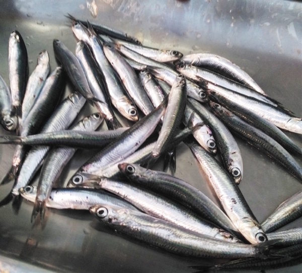 Marinated Fresh Anchovies - Our Edible Italy