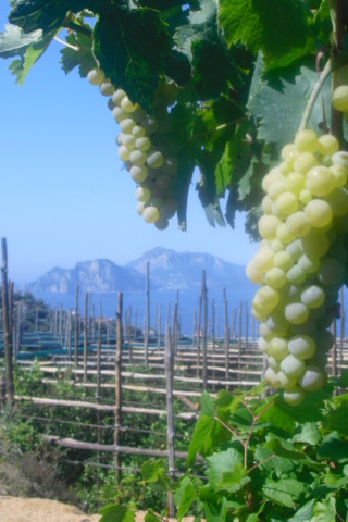 classes cooking italy sorrento